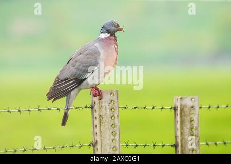 Gros plan d'un pigeon en bois, Columba palumbus, perché sur une clôture en barbelés dans les terres agricoles Banque D'Images