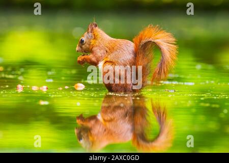 Libre d'un eurasien sauvage écureuil roux, Sciurus vulgaris, manger, l'alimentation en eau peu profonde dans un petit étang dans la forêt. Belles couleurs du soleil Banque D'Images