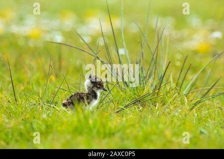 Le nord de sociable Vanellus vanellus petit poussin nouveau-né à la découverte d'une prairie avec des fleurs sur l'arrière-plan dans la saison du printemps. Banque D'Images