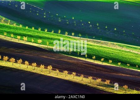 Vagues vertes, brunes et jaunes des champs agricoles de la Moravie du Sud, République tchèque. Paysage rural de printemps avec des collines rayées colorées avec des arbres. Peut être utilisé comme fond de nature ou texture Banque D'Images