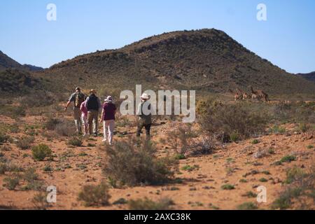 Safari groupe de visites en direction de girafes Afrique du Sud Banque D'Images