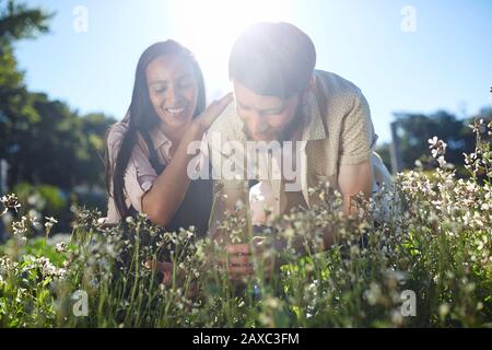 Couple souriant cueillant des fleurs dans le jardin ensoleillé Banque D'Images