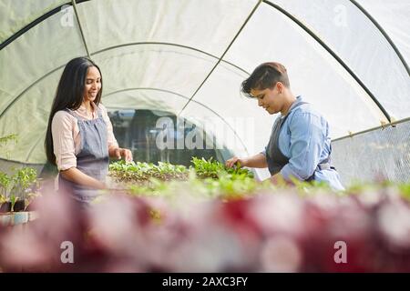 Les femmes qui travaillent, vérifient les jeunes plants dans la serre de pépinière Banque D'Images