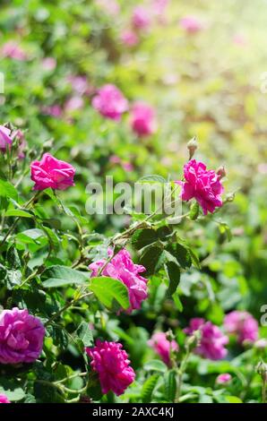 Des roses de thé sauvage en fleurs sur un fond bokeh Banque D'Images