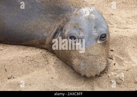 Un éléphant du nord des phoques, Mirounga angustirostris, face couverte de sable, San Simeon , Californie, Etats-Unis. Banque D'Images