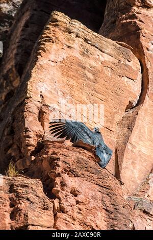 La Californie Condor Chick, de cinq mois, Gymnogitans californianus, est la première à se frégaler dans le parc national de Sion Banque D'Images