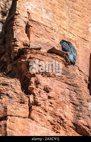 La Californie Condor Chick, de cinq mois, Gymnogitans californianus, est la première à se frégaler dans le parc national de Sion Banque D'Images