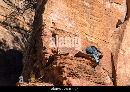 La Californie Condor Chick, de cinq mois, Gymnogitans californianus, est la première à se frégaler dans le parc national de Sion Banque D'Images