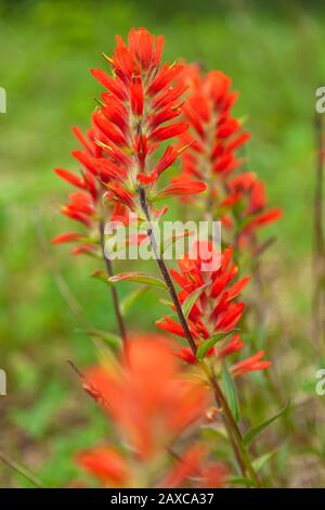 Fleurs indian paintbrush (Castilleja miniata), Banff National Park, Alberta, Canada. Banque D'Images