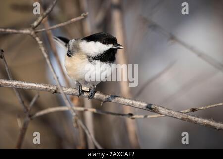 Chickadee à capuchon noir perché dans un arbre près d'un oiseau en hiver. Banque D'Images