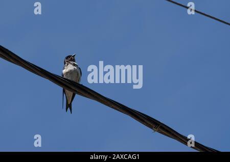 Déglutissez, martin, progne tapera, perché sur un fil électrique, un après-midi ensoleillé, sur l'île Martin Garcia, Argentine Banque D'Images