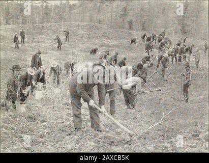 Le reboisement des terres coupées et inactives à New York. . -la révision de l'agriculteur qu'il n'a. Il vient d'être reconnu que les arbres qui poussent de manière effarante ont une valeur définitive, même si les petits théyare. Nous ne nous attendons pas à utiliser de bonnes terres agricoles pour la production d'arbres, mais quelques acres de sable dérivant ou de rockycoteau donneront une mauvaise impression de la ferme dans son ensemble. Un acheteur propectif sera fortement influencé dans son évaluation de la prop-erty par les parties stériles et insoupicieuses, peut-être plus forte influence que par la quantité réelle de terres fertiles, ainsi il bes Banque D'Images