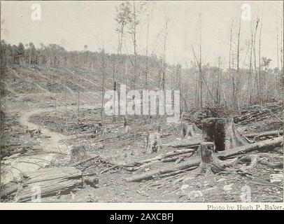 Le reboisement des terres coupées et inactives à New York. . n réétablit une deuxième forêt dans un temps relativement court.Ces forêts de feuillus ou de pousses de deuxième croissance sont formées readilydes souches d'arbres et dans une mesure sont indépendantes des plantules pour la reproduction. Il est très différent avec les conifères ou les verts qui, à une ou deux exceptions près, sont incapables de reproduire au moyen de germes. Comme certains de nos conifères sont les arbres les plus rapides que nous pouvons mettre sur la terre et ont un timberqui est très souhaitable pour l'utilisation dans les industries, il est probable que c'est le thatbeaucoup de ou Banque D'Images