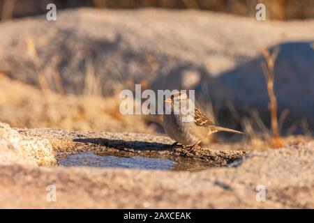 Spizella passerina perches par un petit trou d'eau, Joshua Tree National Park, Californie, États-Unis. Banque D'Images