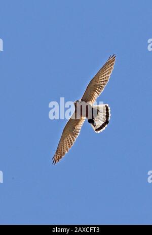 Rock Kestrel (Falco rupilis) adulte en vol avec des proies d'oiseaux dans des tatons Western Cape, Afrique du Sud Novembre Banque D'Images