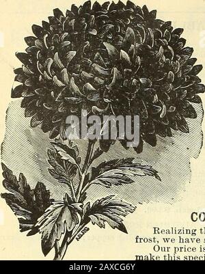 Manuel illustré : semences de légumes et de fleurs de Rawson / W.Rawson & Co. . CHRYSANTHEAUA5. Banque D'Images