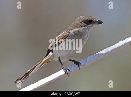 Southern fiscal (Lanius collaris collaris) immature perchée sur le fil Western Cape, Afrique du Sud Novembre Banque D'Images