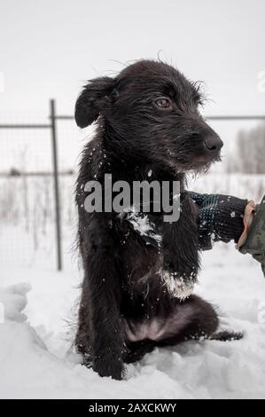 Portrait expressif d'un chiot noir mignon avec des yeux tristes sur une belle journée d'hiver contre le fond de neige douce fraîche et douce dans la campagne. Banque D'Images