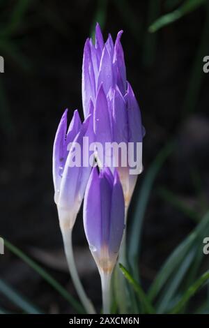 Début printemps, le crocus chrysanthus violet vif fleurit avec des gouttes d'eau sur les pétales. Fleurs de printemps pour le design de vacances. Banque D'Images