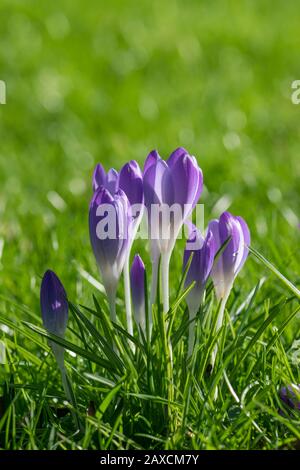 Début printemps, le crocus chrysanthus violet vif fleurit avec des gouttes d'eau sur les pétales. Fleurs de printemps pour le design de vacances. Banque D'Images