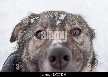 Gros plan, portrait d'un joli chien aux yeux bruns tristes et un regard de questionnement clair sur le fond d'un espace enneigé pendant un hiver d Banque D'Images
