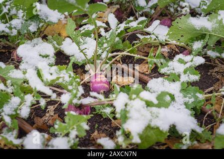 Usine de rutabaga mûrie avec racine pourpre et grandes feuilles verglaçantes en hiver au Texas, aux États-Unis Banque D'Images