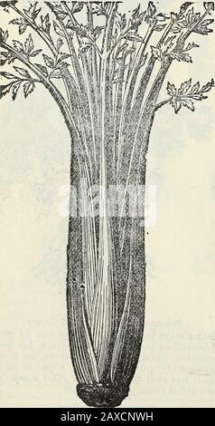 Catalogue de semences et manuel de jardin de Steckler pour les états du sud : 1902 . Perfection Céleri Hartwell.. Banque D'Images