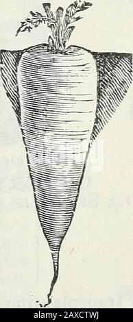 Catalogue de semences et manuel de jardin de Steckler pour les états du sud : 1902 . Banque D'Images