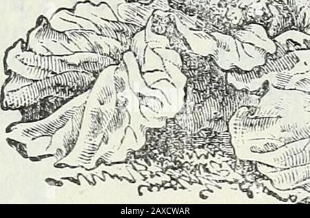 Catalogue de semences et manuel de jardin de Steckler pour les états du sud : 1902 . Pi. Le Xormands Chou-Fleur À Tige Courte Banque D'Images