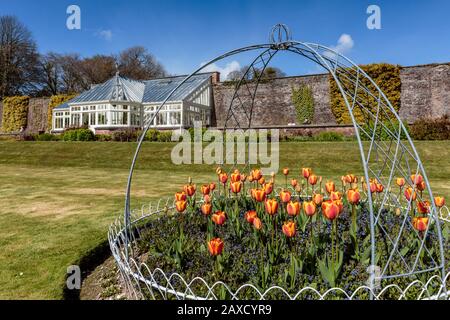 Tulipes dans les jardins d'Arlington court North Devon Chichester Family Home National Trust House and Gardens Banque D'Images