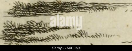 Le jubilé de l'an MDCC, publié par la bulle d'Innocent XII, du 28 mars MDCLXXXXIX, ou, Considérations sur cette bulle, pour montre l'abus des jubilez que celent depuis quatre ans dans l'Eglise Romaine : Le tout enrichit d'un fort grand nombre de médailles & de tailles douces, avec les cérémonies qui ont été observées à l'ouverture & à la cloture du jubilé . gg^VtttS&A**1 Banque D'Images