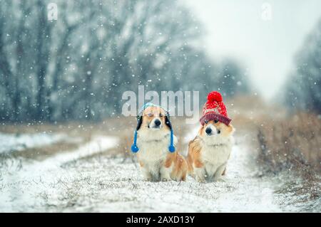 Deux jolis chiens Corgi doubles à poil rouge s'assoient dans le parc avec des chapeaux chauds tricotés drôles pour une journée hivernale enneigée et se regardent les uns les autres Banque D'Images