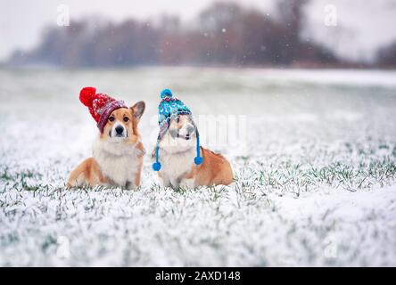 Deux chiots de chien Corgi mignons sont assis dans le parc dans des chapeaux chauds tricotés drôles lors d'une journée hivernale enneigée sur l'herbe Banque D'Images