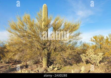 Un cactus saguaro, C. gigantea, pousse à travers un arbre de Palo Verde peu feuilles, Parkinsonia microphylla, Saguaro National Park, Arizona, États-Unis Banque D'Images