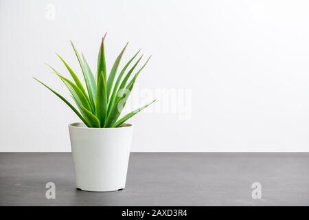 Plante de cactus vert en pot blanc sur fond de pierre sombre Banque D'Images