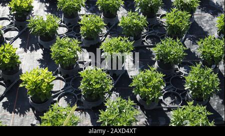 Plantes enrobées dans une rangée sur un champ - pépinière végétale - Beaucoup de plantes dans une rangée - Horticulture Banque D'Images