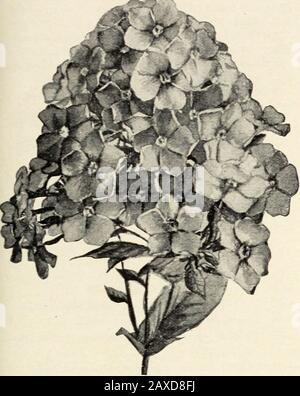 Catalogue de plantes de baies et de vignes pivoines, phlox et autres plantes vivaces, arbres verts, arbustes, vignes, plantes haies, roses et racines de jardin : automne 1913 . Un prix spécial a été décerné à notre Hardy Phlox par l'American Institute. Les mois d'automne sont le meilleur moment pour planter Phlox.BELVIDERE.—Huit rose vif; tôt.BOUQUET FLEURI.—carmineye blanc pur et lumineux. Coquelicot.—cramoisi brillant; mi-saison. Crepuscule.—Blanc, étouffé avec lavande, œil rose-violet; très grands florets, CYCLONE.—Blanc étouffé avec rose-lilas, étoile distinctcramoisi centre, ECLIREUR.—violet vif; Banque D'Images