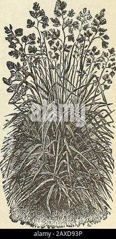 Manuel illustré : semences de légumes et de fleurs de Rawson / W.Rawson & Co. . Fescue.(Festuca neteropliylla.) Tall, Fescue.(FesUica elatior.). Meadow Foxtail.(Alopecurus pratensis.) Meadow Fescue.(Festuca pratensis ) Orchard Grass.(Dactylis glomerata.) 48 ^AySOJTI CATALOGUE DE BOTTES, DE PLANTES, ETC. Plan:ne peut pas être .recommander ^ ConoTers Co) - SS.UO.Concrs $1.0Moores ^ $1.25 ans; ?igal-2 ans, ou plus. mais comme una%oigible delav* gagne .-• condition m qu'ils atteignent l'acheteur, et nous ne pouvons pas faire de jil d'allocations. Posi Banque D'Images