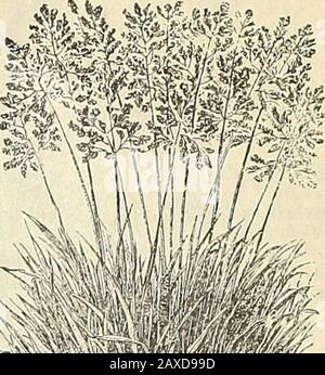 Manuel illustré : semences de légumes et de fleurs de Rawson / W.Rawson & Co. . EOLCH-.HERBE DE PRAIRIE EN STOCK. (POA trivilis.) Banque D'Images