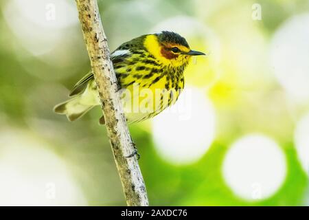 Le Cap peut paruller avec des insectes proies pendant la migration printanière Banque D'Images