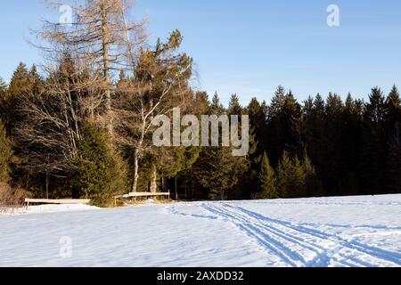 Paysage d'hiver. Champ enneigé au bord de la forêt de conifères, journée ensoleillée à Schwarzwald. Forêt Noire, Allemagne. Banque D'Images