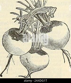 Manuel illustré : semences de légumes et de fleurs de Rawson / W.Rawson & Co. . Banque D'Images