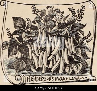 Graines de jardin, de champ et de fleur. S.pint, 25 cts.;*quart, 45 cts., postpayé. Par express ou fret, quart, 30 cts.; peck, 1,75 $; Bush, 6,25 $. CURRY DE CIRE NOIRE RÉSISTANTE À LA ROUILLE. Dans le haricot thisstandard nous avons un qui combine tous les bons quali-cravates du meilleur haricot jaune podded, et en même temps ispositivement antirouille. C'est t il le plus tôt de tous les haricots de cire et aussi le plus gros producteur ; d'habitude debout, portant des masses longues, plat et des gousses droites d'une belle couleur dorée inénormes quantités. Les vignes sont de croissance vigoureuse et assez rudes. Nous recommandons particulièrement ce haricot. Thedem Banque D'Images