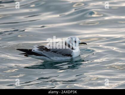 Kittiwake (Rissa Tridactyla), Juvénile, Båtsfjord, Varanger, Norvège De L'Arctique Banque D'Images