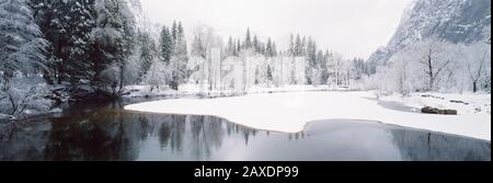 Arbres enneigés dans une forêt, parc national de Yosemite, Californie, États-Unis Banque D'Images