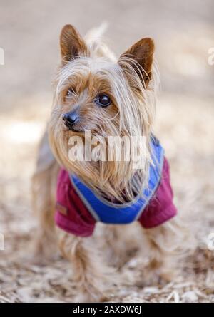 Yorkshire Terrier (Aka Yorkie) Banque D'Images