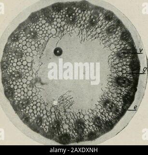 Le Journal du Département de l'agriculture, Victoria . qui forme theBUNDLES. Plus grande partie de leur vrac. Le gaz carbonique acide est présent dans l'air ordinaire dans la mesure d'environ quatre partsine 10,000. L'air contenant de l'acide carbonique pénètre dans la stomata et circulatesfreelv dans les espaces intercellulaires. Sous l'influence de la lumière du soleil, qui fournit l'énergie nécessaire et en présence de la chlorophylle et de l'humidité dans la feuille, le carbone de l'acide carbonique est fixé par le beingconverti en glucides et l'oxygène est mis libre et exhalé par la plante. Ce processus est appelé fixation du carbone, assm Banque D'Images