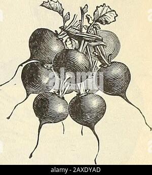 Manuel illustré : semences de légumes et de fleurs de Rawson / W.Rawson & Co. . Début Scarlet TurnipKadish. Le plus tôt Scarlet ErfurtRadish. Banque D'Images