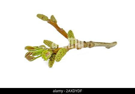 Branche florissante de noyer isolée sur fond blanc. Branche de noyer avec de jeunes dépliants sur le fond blanc. Banque D'Images