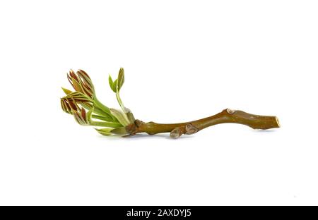 Branche florissante de noyer isolée sur fond blanc. Branche de noyer avec de jeunes dépliants sur le fond blanc. Banque D'Images